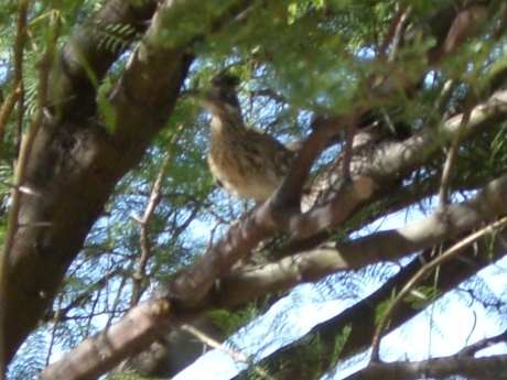 Roadrunner perched in the Orphan